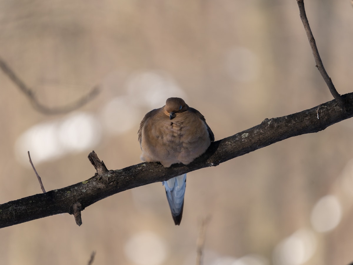 Mourning Dove