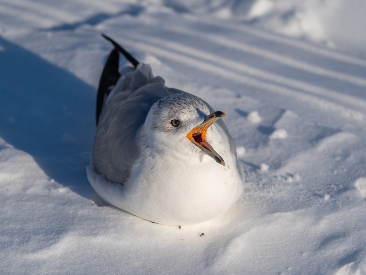 Ring-billed Gull