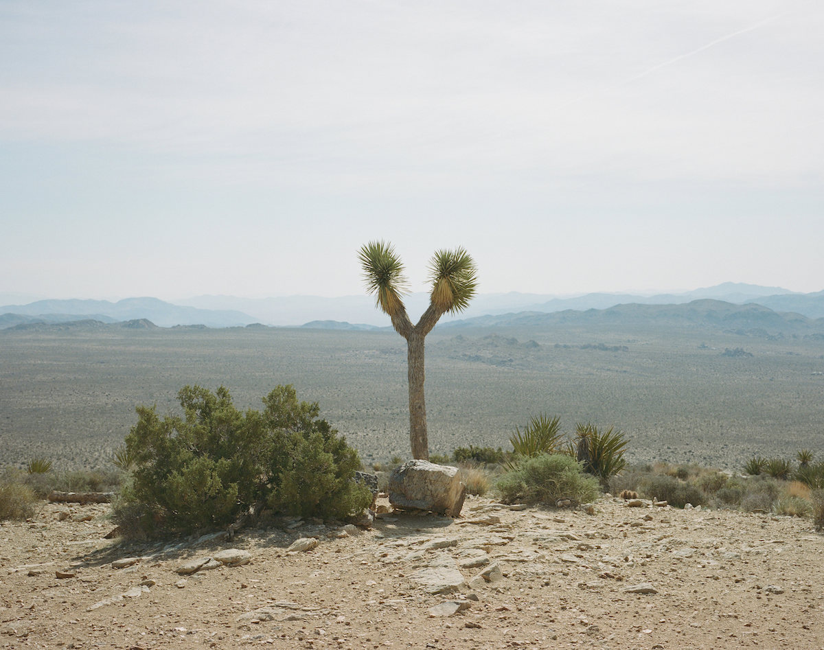 Joshua Tree