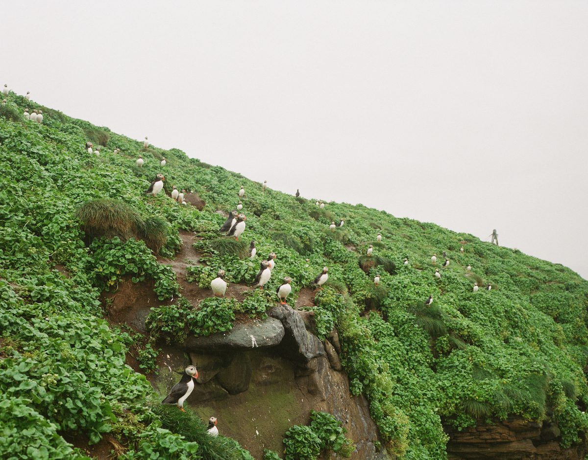 Spoiler alert: puffins